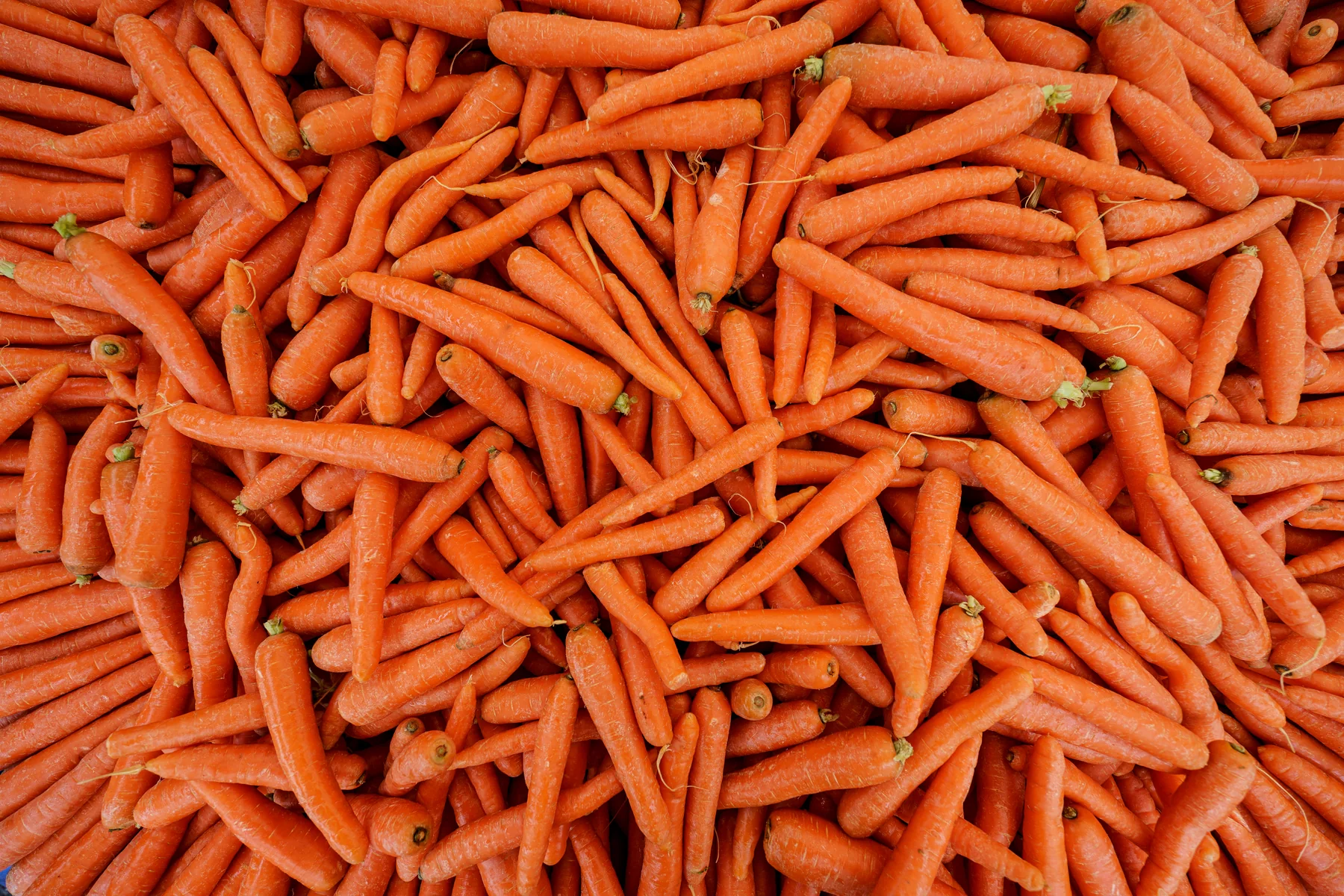 Zanahoria de calidad de exportación