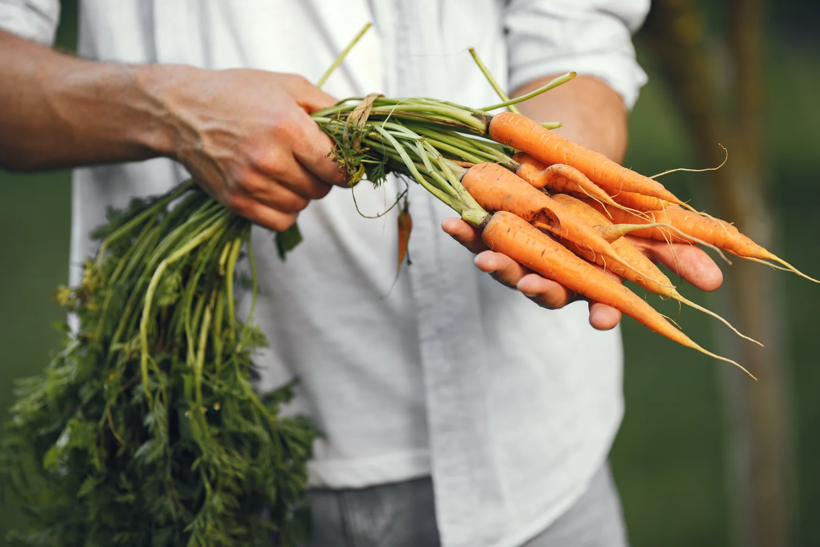 Manos sosteniendo zanahorias frescas recién cosechadas