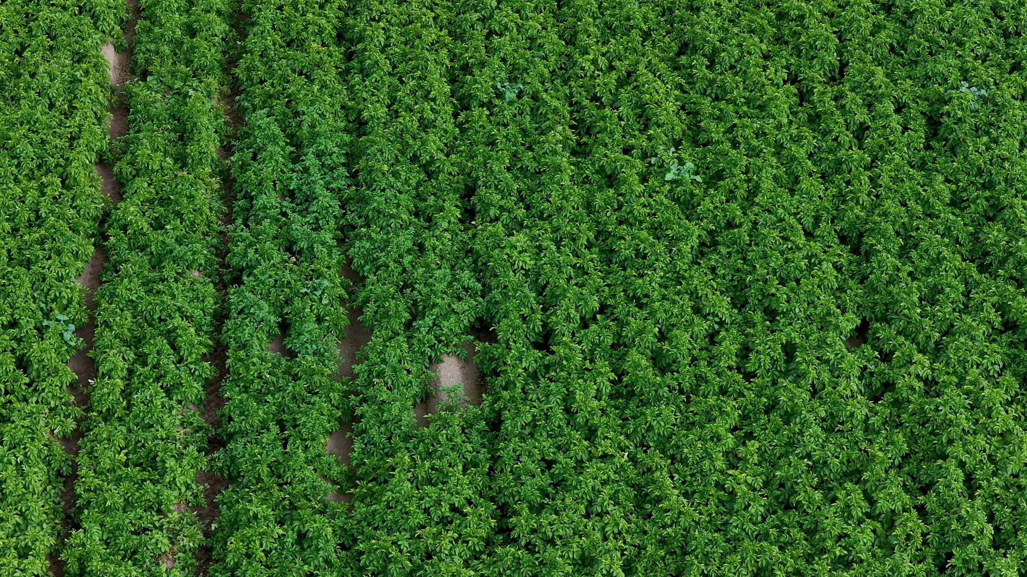 Campo de cultivo en hileras, vista aérea