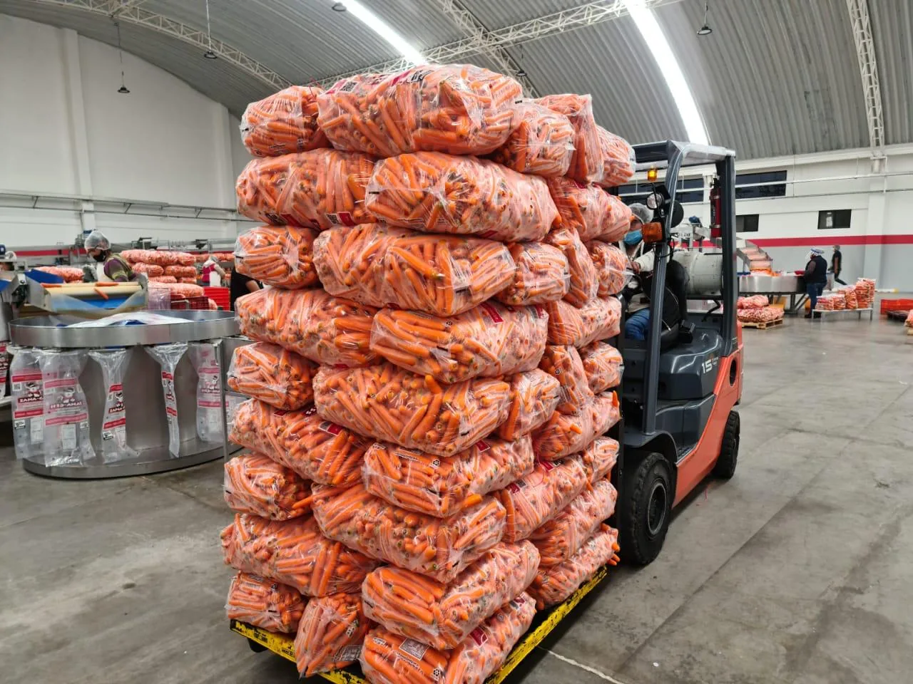 Pallet de zanahoria embolsada en planta