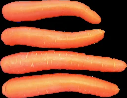 Zanahoria perica
